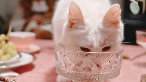 White cat drinking