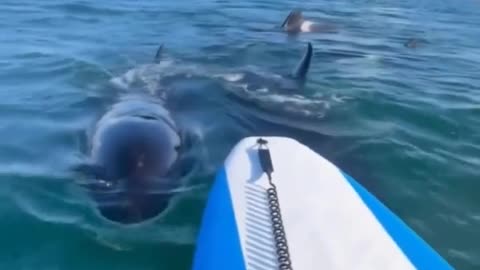 Killer whales..