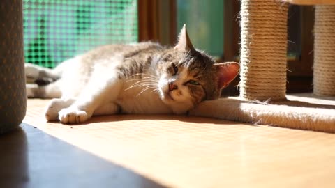 Cute Cat Sleeping