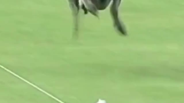 Funny Dog Video. The fastest dog alive....wow what a feat to achieve.