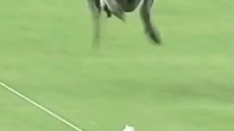 Funny Dog Video. The fastest dog alive....wow what a feat to achieve.