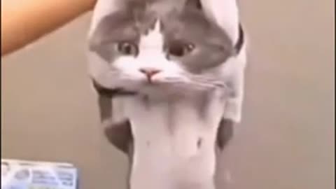 Best 👌 cats 🐈 😻 and dogs 🐕 ❤️