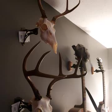 2022 Blacktail Bucks