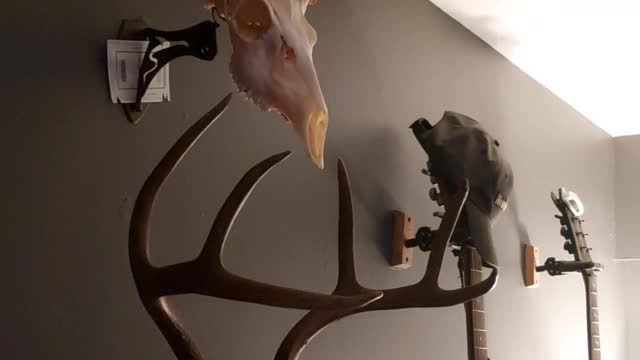 2022 Blacktail Bucks