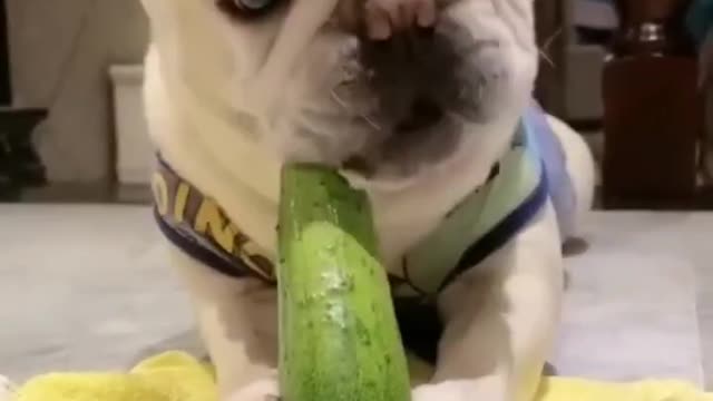 Cute MELON eating dog