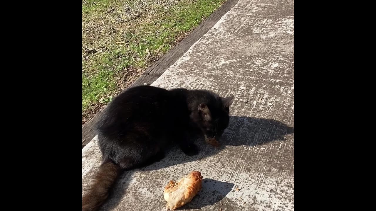 THE_GOOD_LUCK_BOYS Feeding Time!