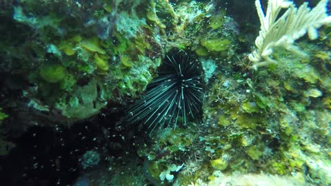 Sea Urchin