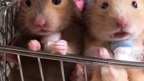 OMG Cutest hamsters