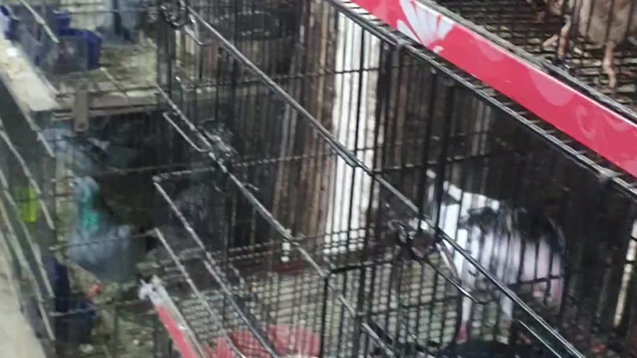 small birds Shop 🐦