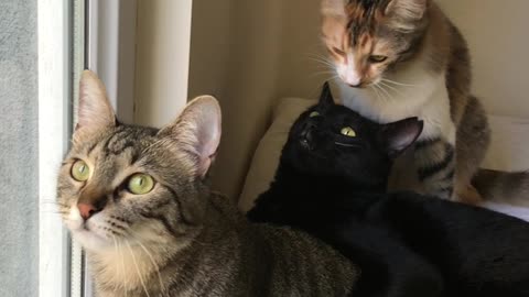 Cats Chirp at Birds Outside