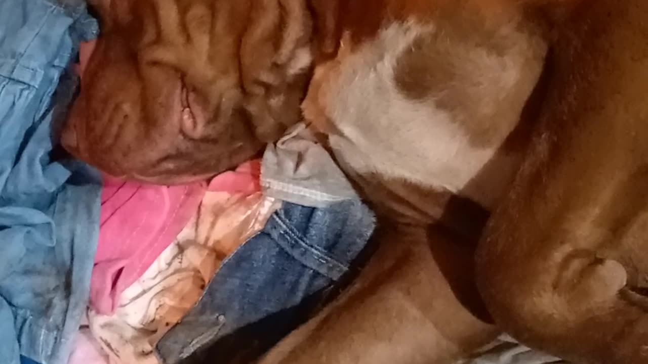 Cachorro 🐕 🐶 roncando
