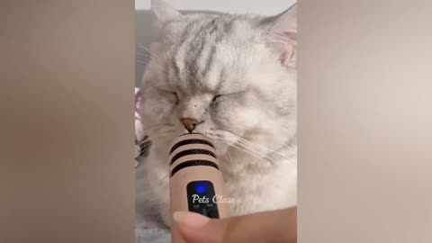 Funniest Animals 😂 Funny Dogs and Cats Videos 2023 😺🐶