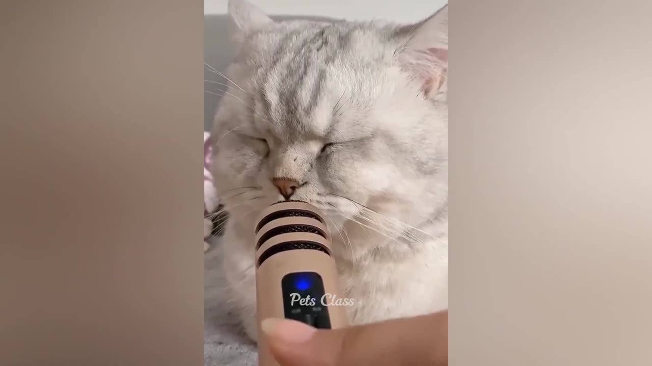 Funniest Animals π Funny Dogs and Cats Videos 2023 πΊπΆ