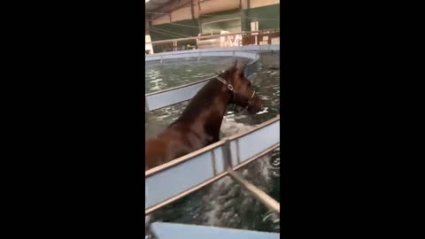 Funniest Cats And Dogs Videos 😁 - Best Funny Animal Videos 2024 🥰#10