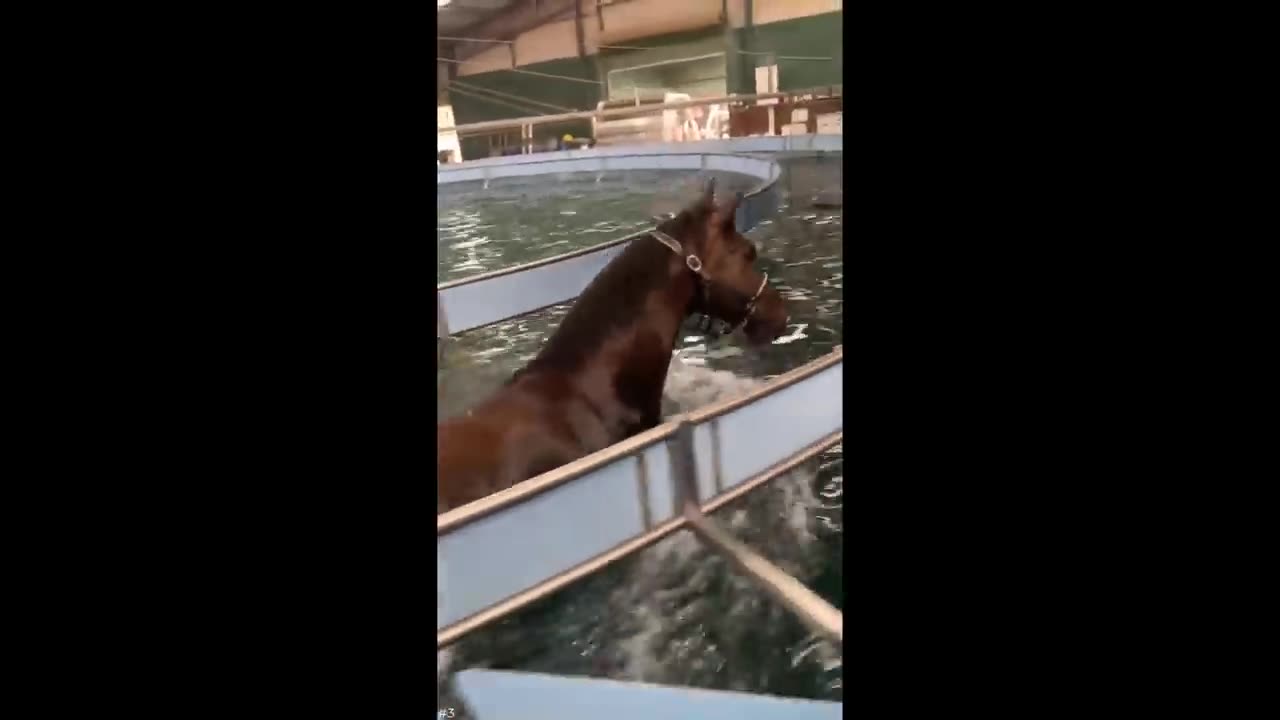 Funniest Cats And Dogs Videos 😁 - Best Funny Animal Videos 2024 🥰#10