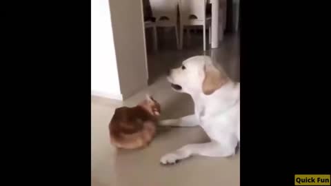 Dogs and Cats Very Funny Videos