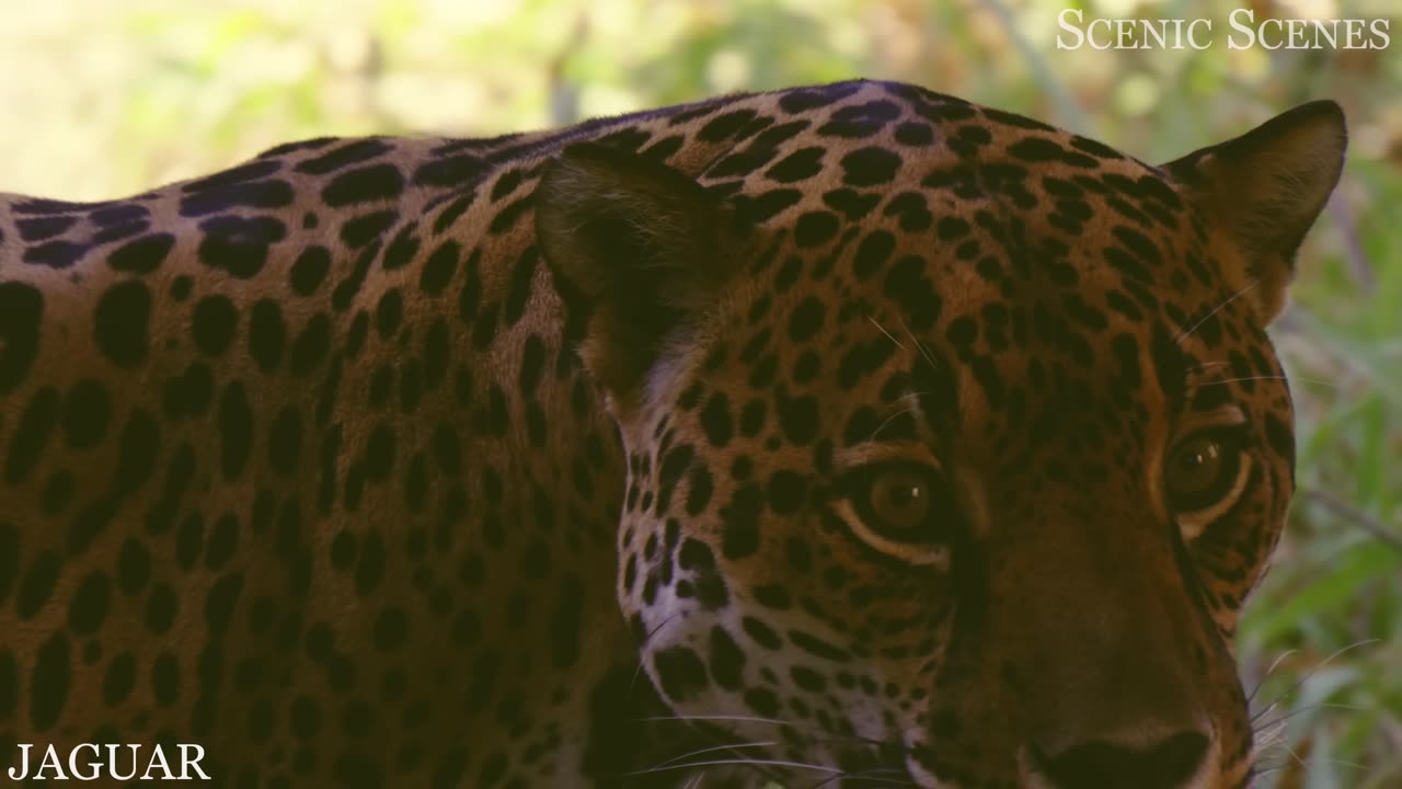 Animals of Amazon 4k Animals That call The Home Amazon Rainforest Scenic Relaxation movie