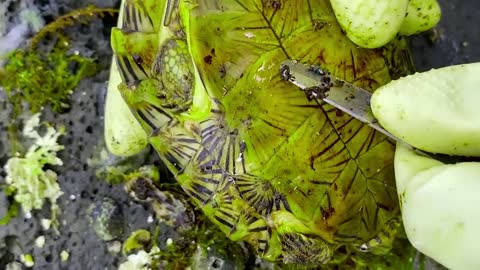 Sea turtle become kings of prey after removing millions of sea creatures and barnacles on shell