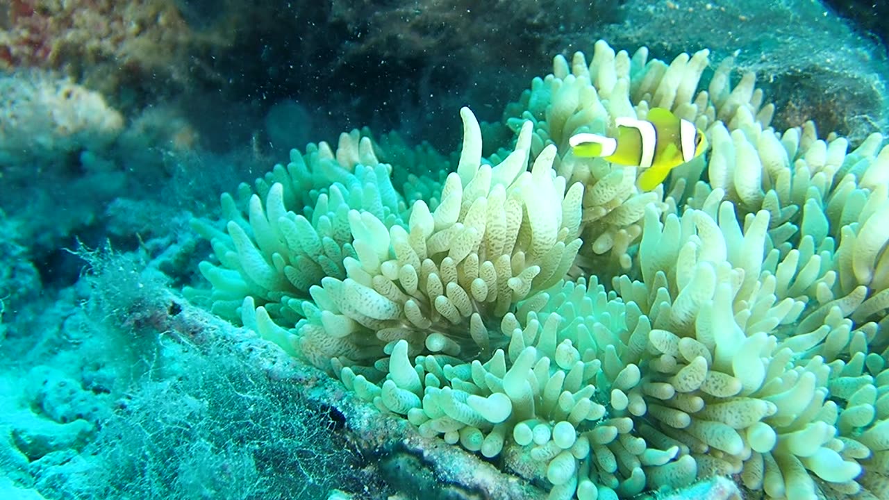 Baby nemo on anenome