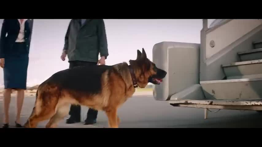 A Dog That Waits For Its Owner At The Airport For many times
