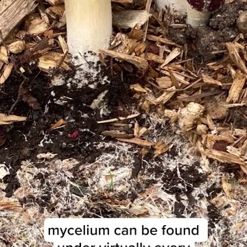 Paul Stamets on Mycelium (Part 2)