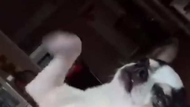 FUNNY DOG FIGHTING IN ITS DREAM