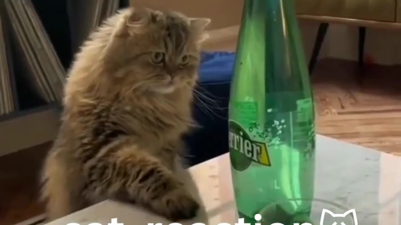 Funny animal videos Funny cats dogs Funny animals