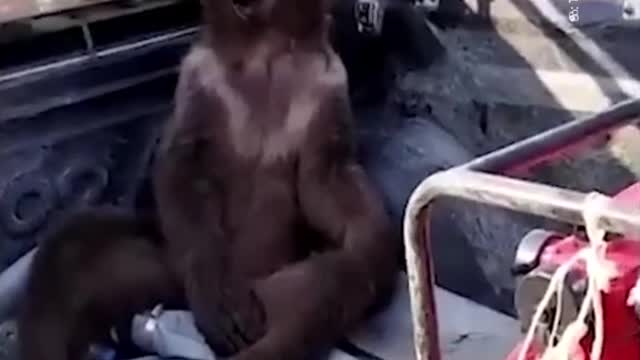 Bear cub high on 'mad honey' gets rescued