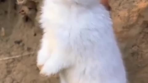 Rabbit eating carrot