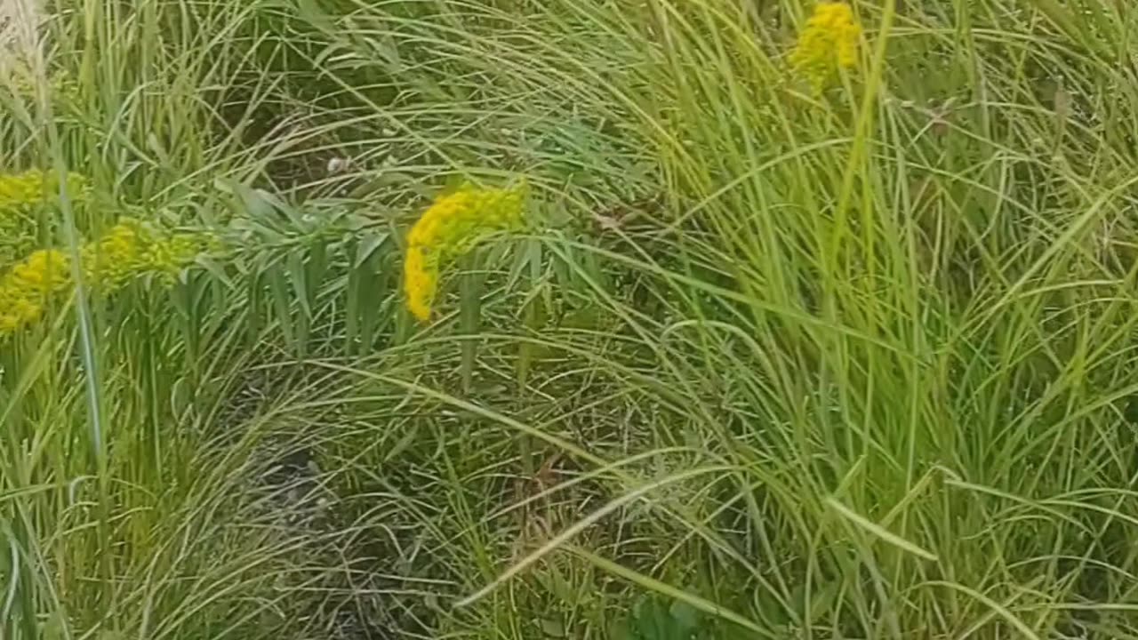 ASMR •Bayside Shrubbery w/ Seagulls sounds.