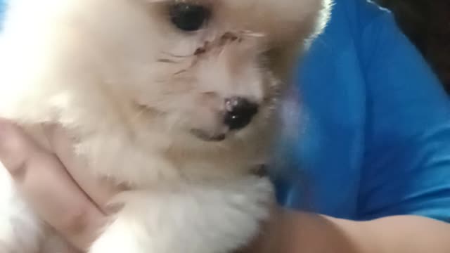 Pet japanese spitz
