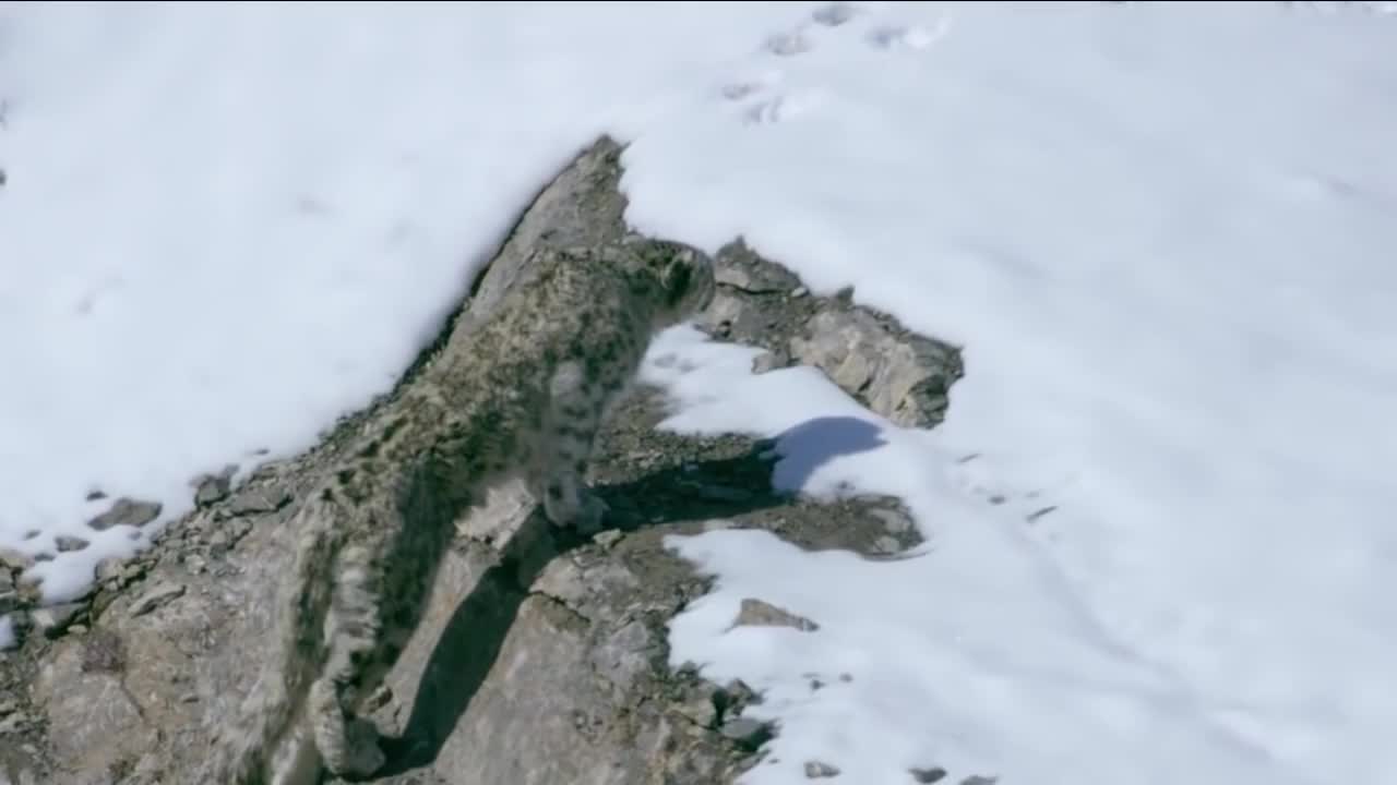 Mountain Goat Tossing Snow Leopard Falls Down From Cliff To Escape - Even The Mighty Can Falter-18