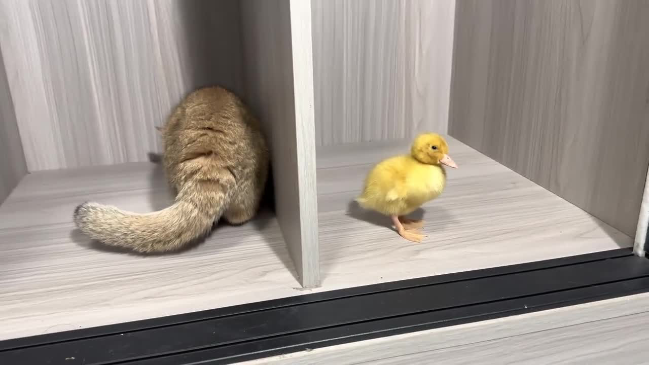 The daily life of ducklings and kittens is very interesting