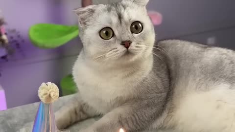 Cute Cat Birthday | Viral Birthday Video Of Cute Cat