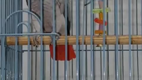 ΠΑΠΑΓΑΛΟΣ-ΚΟΥΛΗ ΠΑΠΑΡΑ