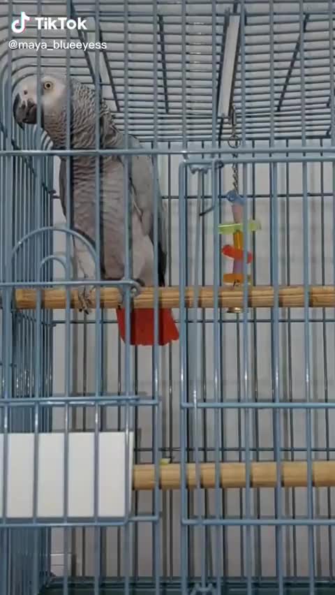 ΠΑΠΑΓΑΛΟΣ-ΚΟΥΛΗ ΠΑΠΑΡΑ