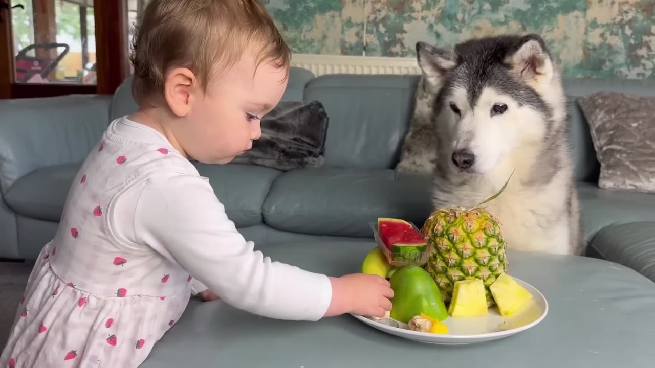 Hilarious Baby & Husky Reviewing Exotic Fruits!😂💖. [FUNNIEST VIDEO EVER!!]