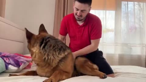 Funny German Shepherd Reaction to Massage