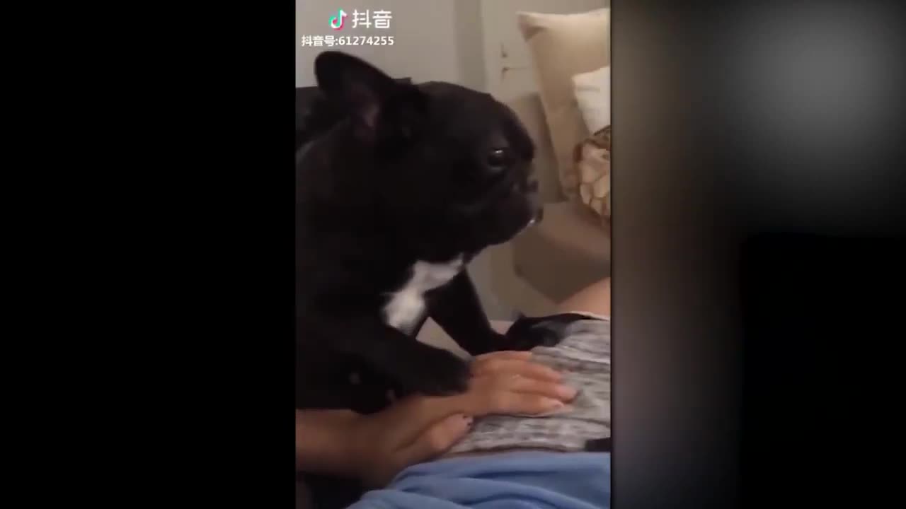 funny cats and dogs