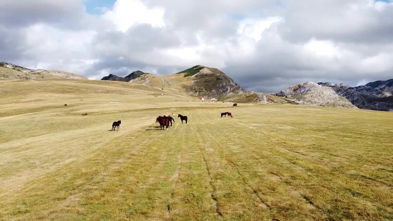 Aerial view of small herd of horses grazing on mountain meadow. High rocks in the background