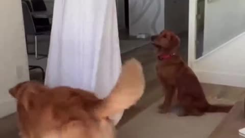 Golden Retriever Compilation - Cute and Funny #7