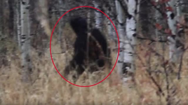 Arkansas Hunter Injures Bigfoot