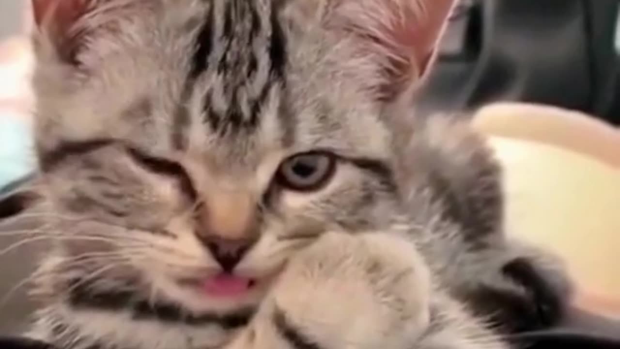 These funny little guys!🤣🤣🤣 my cat is very dramatic!