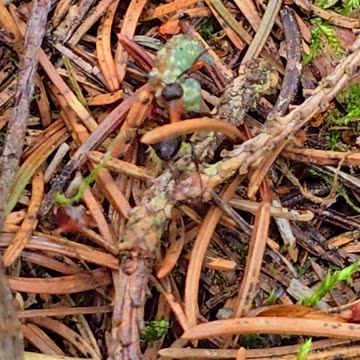 Ant carries away a caterpillar