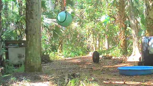 Black Bear Cub is Determined to Get the Ball