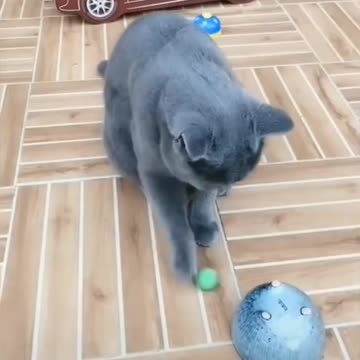 If you have this cat, you definitely won't lose in the casino