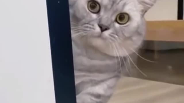 Funny Cat Video