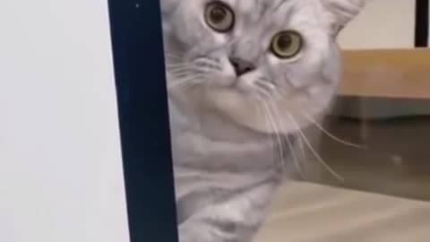 Funny Cat Video