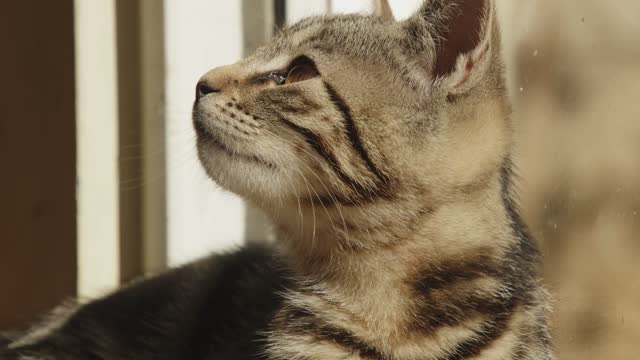 The golden-eyed cat senses a distance