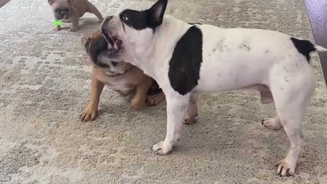 Frenchie puppy does not like the rough housing of the older dogs.